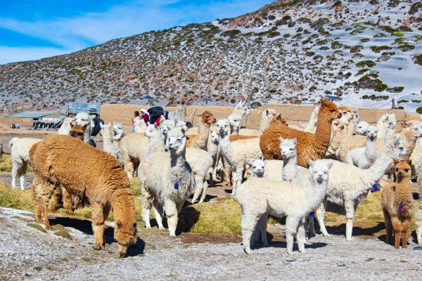 COLCA CANYON FULL DAY + TRANSFER TO PUNO