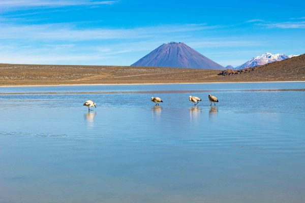Laguna  Salinas 1 Day Tour