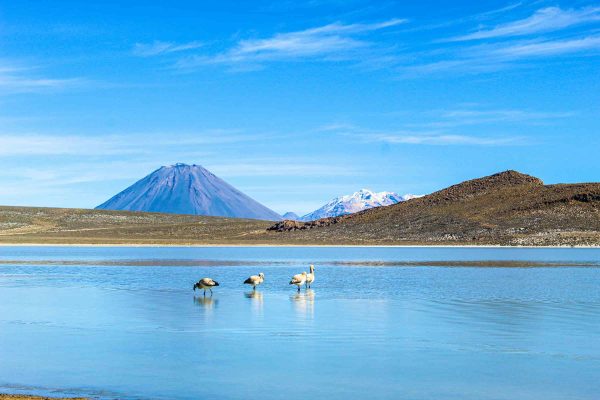 Salinas Lagoon with Colca Canyon 2 Days